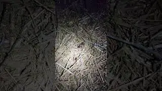 Tennessee Trapdoor Spider In My Backyard At Night!