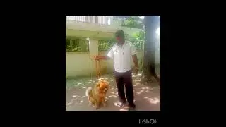 Pet relocation services international Domestic
