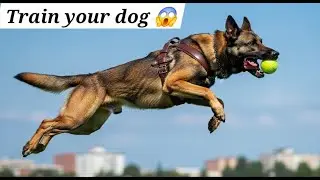5 упражнений по дрессировке собак, которые стоит выполнять каждый день!
