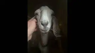 Пепа - Моряк #коза #farm #farmer #farming #funny #goat #нубийскиекозы #ферма #козы #животные #нубик