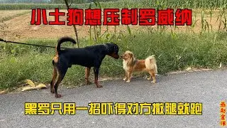 罗威纳出笼被小土狗挑衅，黑罗背毛炸起，一招吓得撒腿就跑