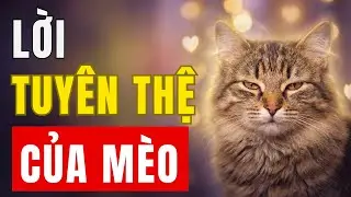 Mèo “Nháy Mắt Chậm” Với Bạn? Đừng Lờ Đi, Đó Là Một LỜI TUYÊN THỆ!