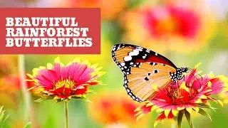Most Beautiful Rainforest Butterflies. Slow Motion HD