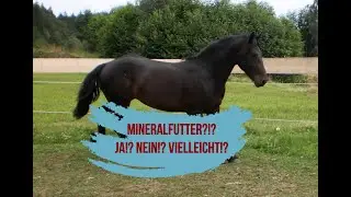 Brauchen Pferde ein Mineralfutter? / SOLO Grundstein