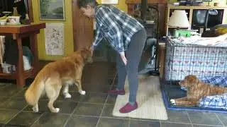 Following a Food Lure