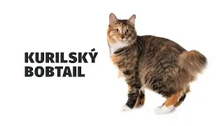 Bobtail