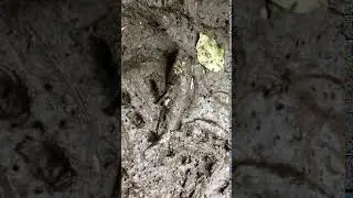 The Drying Up of Our Streams