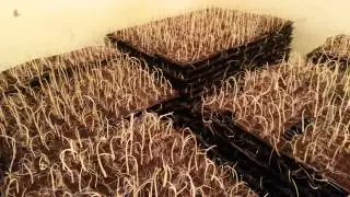 Sugarcane seedling perfect germination