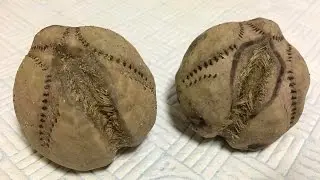 13 Alien Like Animals Found on Earth
