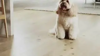 SAB31074 - Sabco Spray Mop TV Commercial