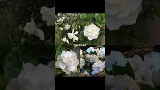 bunga bunga cantik dan wangi #whiteflower #gardenia #parfume #aesthetic #lilyofthevalley #shorts