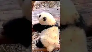 Baby Panda Huahua Part 2 #cute