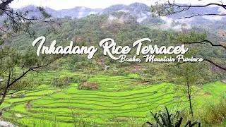 RICE TERRACES OF INKADANG | Bila, Bauko, Mountain Province, Philippines || March 2021