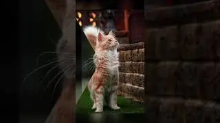 cat##reels#trendy##yt#kriahna#animal #cat##reels#trendy##yt#kriahna#cute#cats