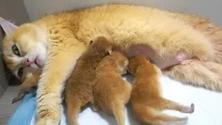 Mom cat Coco is very busy and exhaust to raise kittens