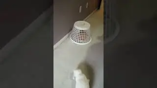 Naughty Lulu Gets Trap Inside a Laundry Basket | Misbehaving Bunny