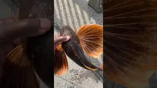 Chunky Sea Robin! Add him to the Weakfish #fish #fishing #newyork #searobin