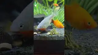 Alcon Bottom Fish