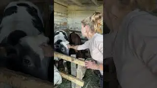 A beautiful girl strokes a bull  #cows #cowvideos #farm