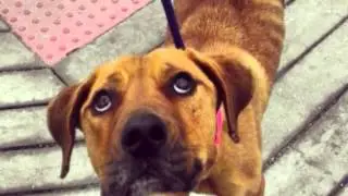 The Pet Connection