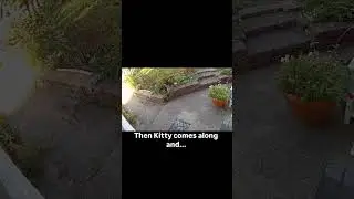 Feral kitten has fun frightening the adults. #feralkittens #kittenplaytime #kittenfun #kittenlife