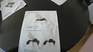 How to identify Queen Ants vs Male Ants vs Worker Ants