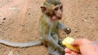 Baby monkey Alba is very hungry