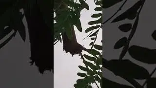 జమ్మిచెట్టు(శమీ):పవిత్రమైనచెట్టు,ఆకులు కర్ర,బెరడు,పూలు ఆయుర్వేదంలో వాడుతారు, దసరా రోజు పూజ చేస్తాము