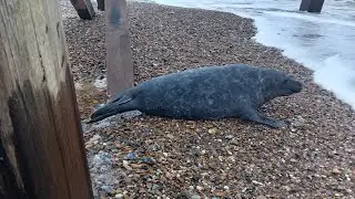 Amazing Seal Encounter Caught on Camera at Great Yarmouth Beach! 🦭🌊