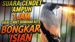 🔴 PANCINGAN CENDET PASTI NYAUT ANTI GAGAL || MASTERAN BURUNG CENDET 02 #birds