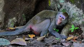 Jade Doesn’t Feel Safe With the Teen Monkeys — She Wants Distance /5starmonkeys/