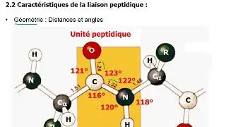 A Peptides liaison peptidique