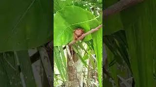 Tarsier in Philippines! #shortvideo #shortsfeed #viral