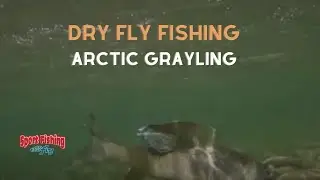 FLY FISHING: DRY FLY for Arctic GRAYLING