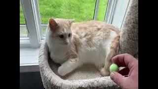 Stop Cats Fast! 🐱 Best Cat Deterrent Spray + Bonus Balls for Furniture, Garden & More