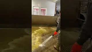 Today on the farm, cleaning the holding area #cows #cleaning #dairyfarm #spray