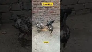 Unique Aseel Chick Transformation.😂💝 #aseel #chicks #pets #transformation #shortsfeed #viralshorts