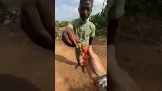 Cashew Apple in Ghana! King Of Exotic Fruit! 🇬🇭
