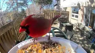 Stunning Male Cardinal Visits Harymor Smart Bird Feeder!