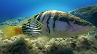 Angry Fish (Painted Comber)
