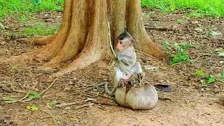 Little Baby Monkey Mila Group