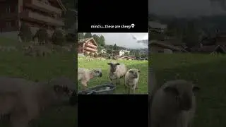 right idea wrong animal #fyp #travel #comedyclips #switzerland #vlog #siblingsbond #funny #sheep