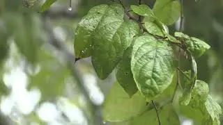3 Hours of Rain Sounds for Deep Sleep, Relaxation & Stress Relief