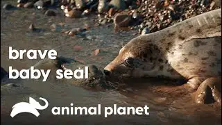 Rescuing Baby Seals | Dodo Heroes | Animal Planet