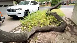 SnakingLiveOak