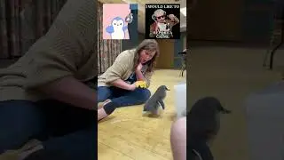 Can You Actually Keep a Penguin as a Pet?   #animalshorts