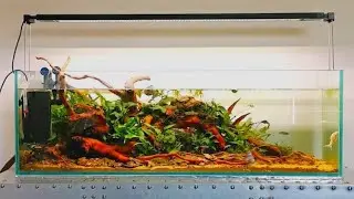 AQUASCPAING a CUSTOM PLANTED Aquarium - Jack's Planted Community Tank - Plus Bonus Betta Tank!