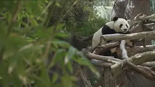 Zoo Atlanta to upgrade panda conservation center