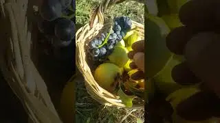 PRUGNE DOLCI X MATURAZIONE,  SE VOLETE UN'ECCELLENTE CONFETTURA 😋😋😋