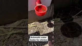 Easy to clean automatic water freeder Cups for chickens 🐓